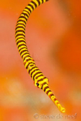 Juvenile Banded Pipefish by Steve De Neef 